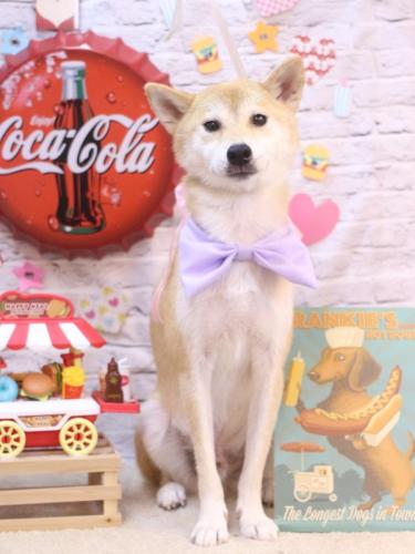 20230924麦丸くん